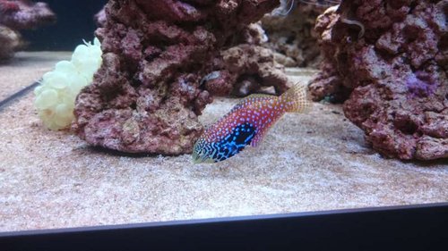 4.JPG (50.26 KiB) Vist 3451 gange Macropharyngodon bipartitus (female)