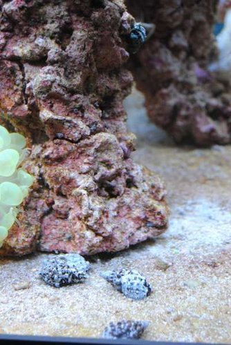 9.JPG (38.68 KiB) Vist 3451 gange Cerith snegle