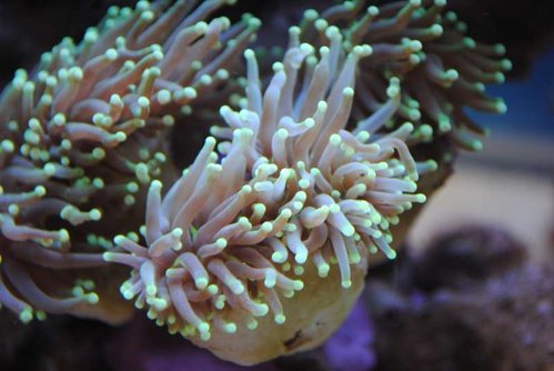 24.JPG (40.67 KiB) Vist 3451 gange Makrobillede af den nye Euphyllia glabrescens (Torch) (neongul/grøn)