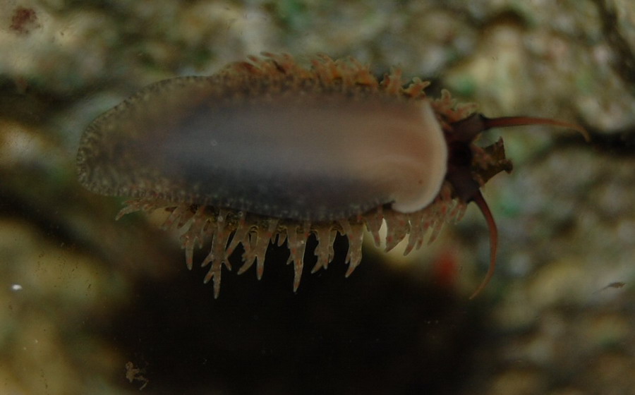 snegl 2.jpg
