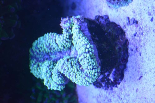 DSC_0547.JPG