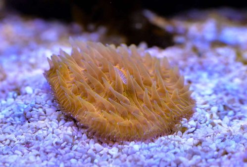 Orange Cycloseris