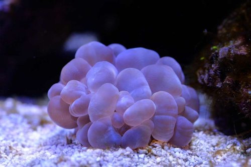 Plerogyra sinousa