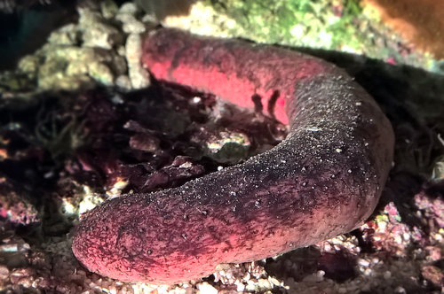 Holothuria edulis.jpg