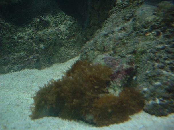 skiveanemoner.JPG