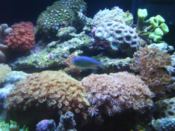 Goniopora foldet ud