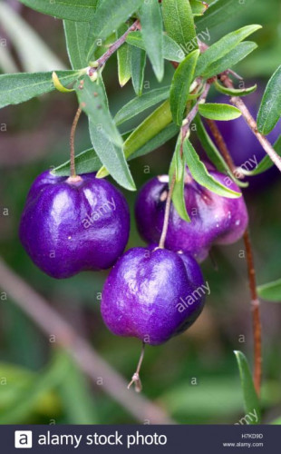 purple-apple-berry-billardiera-longiflora-pittosporaceae-H7KD9D.jpg