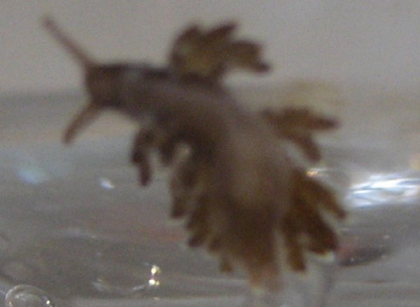 snegl3.jpg