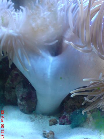 anemone 1 [640x480].JPG