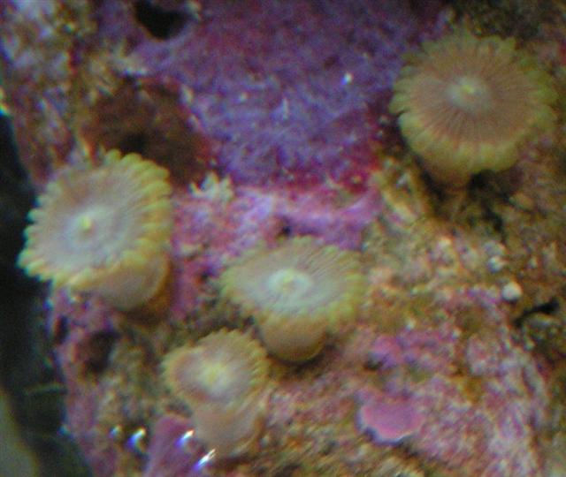 Majano anemone.jpg