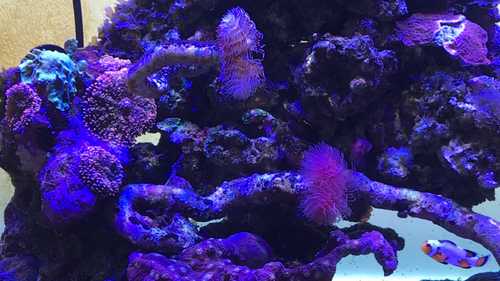 ADA 60p og alge/tang typer