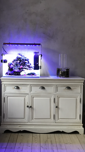 ADA 60p og alge/tang typer