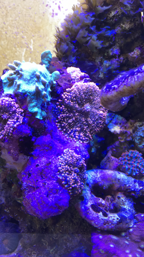 ADA 60p og alge/tang typer