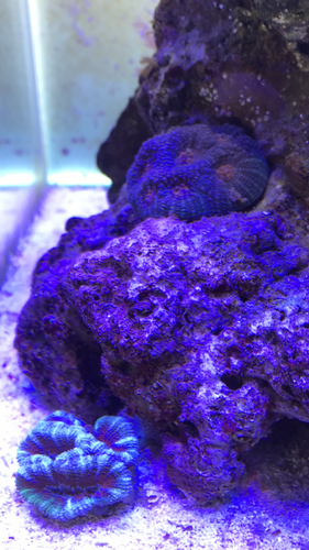 ADA 60p og alge/tang typer