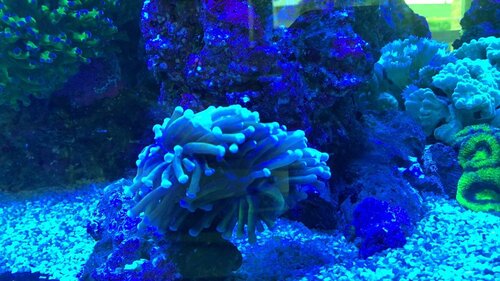 App. Aquarium Camera