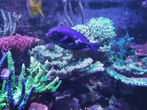 Et billede af free style  bungyjumperen