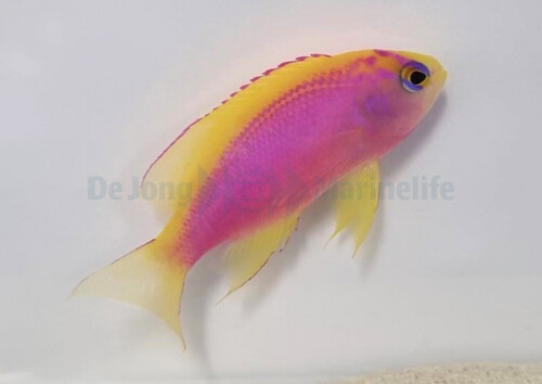 pseudanthias_ventralis_female_wm.jpeg