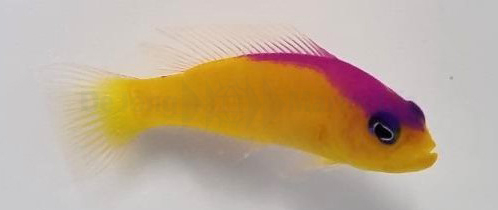 pictichromis_diadema_2_wm_1.jpeg