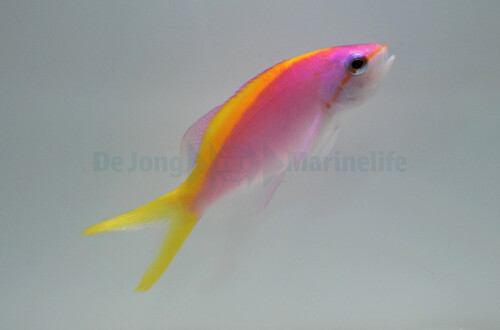 pseudanthias_evansi_-_camera_wm.jpeg