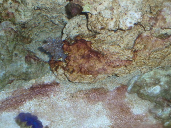 Akvarie 057 (Medium).jpg