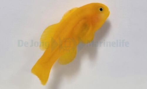 gobiodon_okinawae_wm_1.jpg