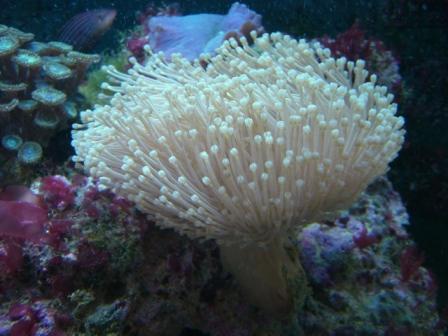 Sarcophyton.JPG