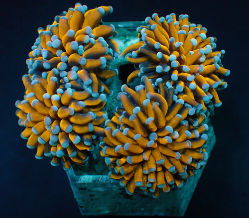 Koral euphyllia_cristata_gold_torch_colony_9.jpeg