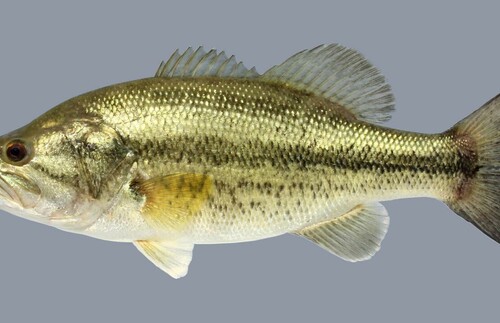 largemouth.jpeg