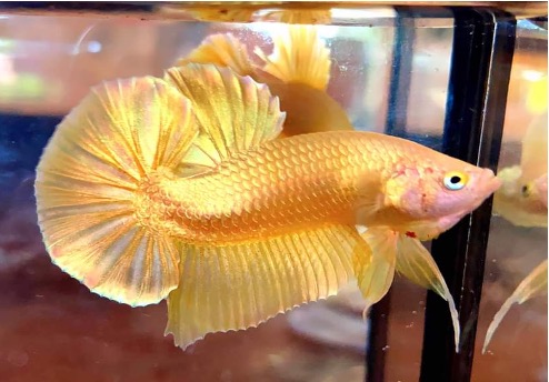 Betta gold.jpg