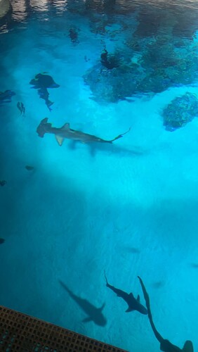 IMG_8175.jpeg