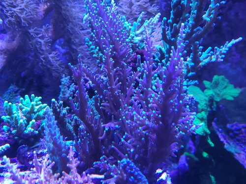 Acropora walindii.