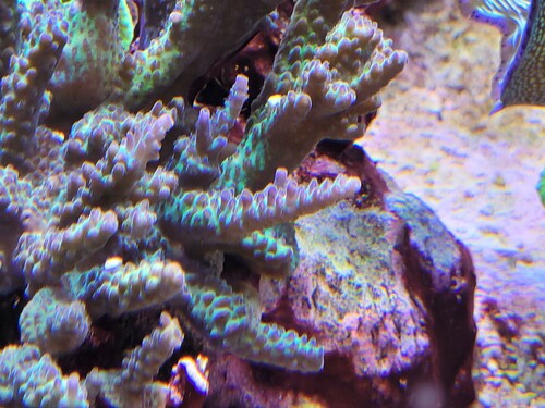 Acropora desalwii i dagslys. Billede taget med mobil, uden filtre.