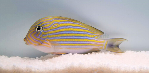 acanthurus_lineatus_wm.jpg