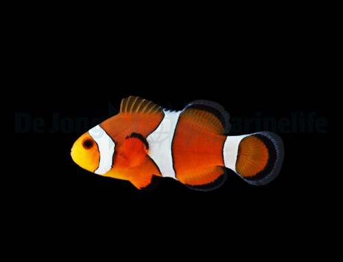 amphiprion_ocellaris_-_djm_bred_wm_2.jpg