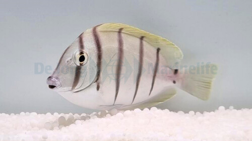 acanthurus_triostegus_wm.jpg