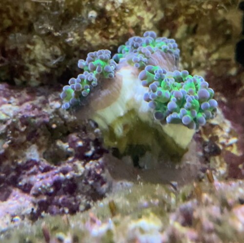 frogspawn 2 uger.jpg