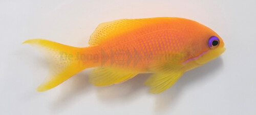 pseudanthias_squamipinnis_female_wm.jpg