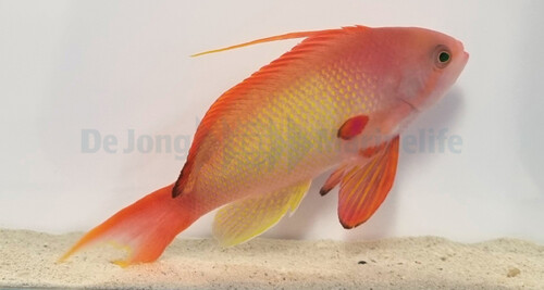 pseudanthias_squamipinnis_male_wm_1.jpg