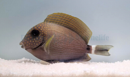 acanthurus_maculiceps_wm.jpg