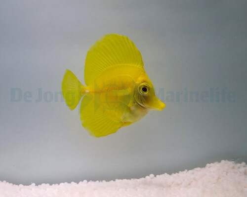 zebrasoma_flavescens_-_t.b._wm.jpg