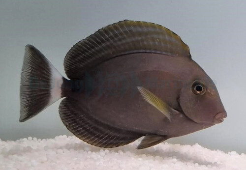 acanthurus_xanthopterus_wm.jpg