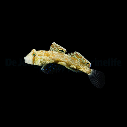 signigobius_biocellatus2_wm.jpg