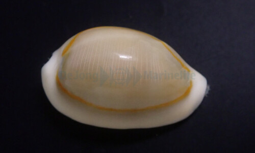 monotaria_annulus_wm.jpg