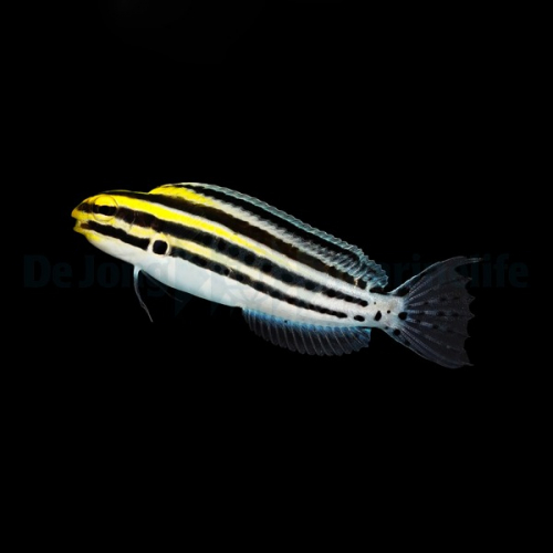 meiacanthus_grammistes2thump_1.jpg