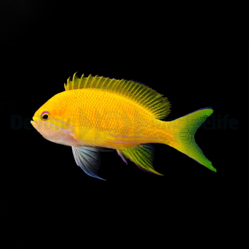 pseudanthias_pleurotaenia_female2_wm.jpg