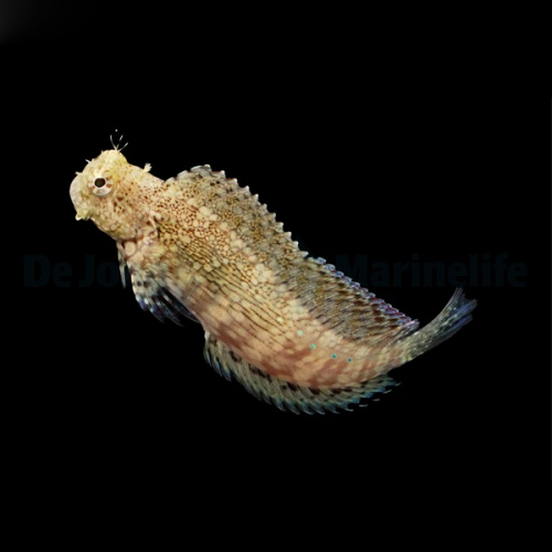 salarias_fasciatus3_thump.jpg