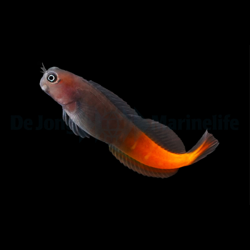 ecsenius_bicolor2wm.jpg
