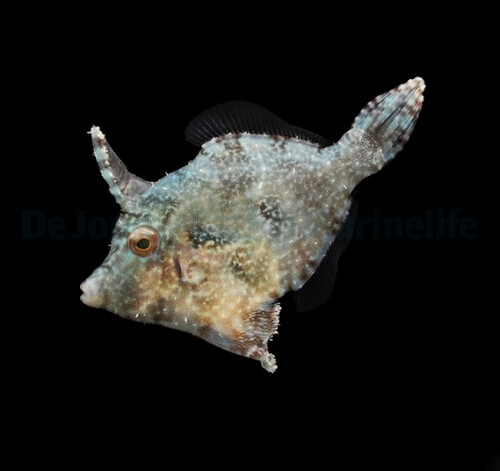 acreichthys_tomentosus_djmwm_6.jpg