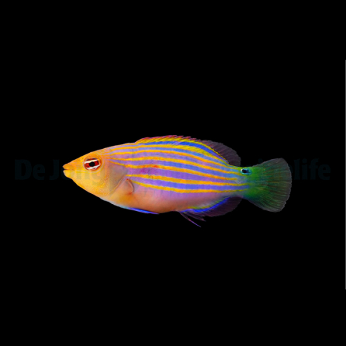 pseudocheilinus_hexataenia2wm.jpg