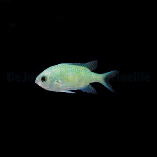 chromis_viridis2wm.jpg